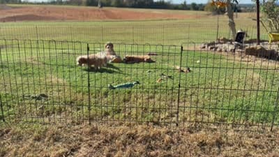 Hank, a male Cavapoo for sale in Center Ridge, AR – 7 of 7