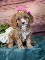 Coco, a female Cavapoo for sale in Center Ridge, AR – 4 of 7