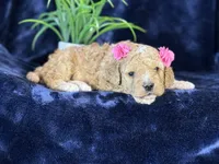 Claire, a female Poodle - Miniature  and Cavachon for sale in Center Ridge, AR – 10 of 10