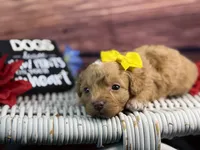 Marina, a female Cavalier King Charles Spaniel and Poochon for sale in Center Ridge, AR – 4 of 9