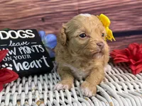 Marina, a female Cavalier King Charles Spaniel and Poochon for sale in Center Ridge, AR – 6 of 9