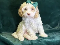 Jennie, a female Poodle - Miniature  and Cavachon for sale in Center Ridge, AR – 10 of 10