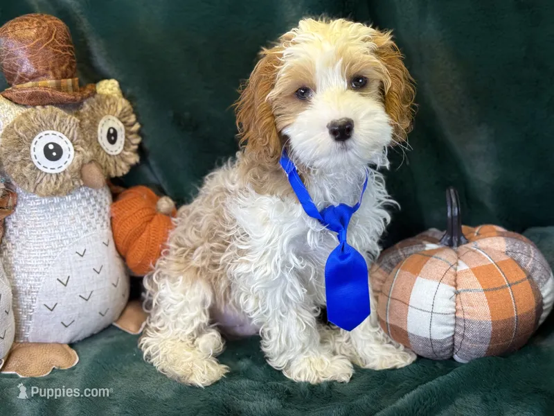 Hank – Cavapoo puppy for sale in Center Ridge, AR