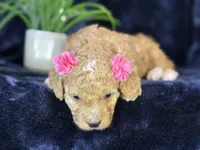 Claire, a female Poodle - Miniature  and Cavachon for sale in Center Ridge, AR – 3 of 10