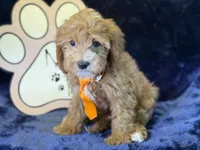 Tide, a male Cavapoo for sale in Center Ridge, AR – 2 of 10