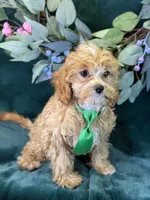 Ripley, a male Cavapoo for sale in Center Ridge, AR – 8 of 10