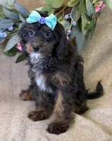 Maui, a female Bichon Frise and Cavapoo for sale in Center Ridge, AR – 6 of 10