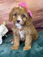 Coco, a female Cavapoo for sale in Center Ridge, AR – 3 of 7