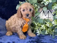 Cleetus, a male Cavapoo for sale in Center Ridge, AR – 6 of 9