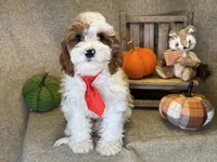 Cayman, a male Cavapoo for sale in Center Ridge, AR – 3 of 6