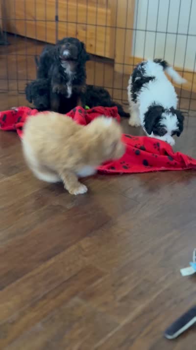 Auggie, a male Cavalier King Charles Spaniel and Poochon for sale in Center Ridge, AR – 7 of 7