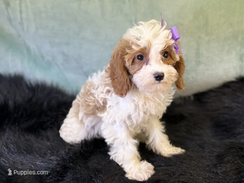 Roxy – Cavapoo puppy for sale in Center Ridge, AR