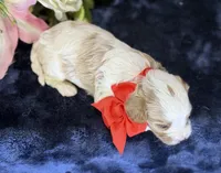 Ace, a male Cavapoo for sale in Center Ridge, AR – 9 of 9