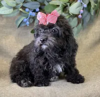 Rayne, a female Bichon Frise and Cavapoo for sale in Center Ridge, AR – 3 of 10