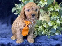 Cleetus, a male Cavapoo for sale in Center Ridge, AR – 2 of 9