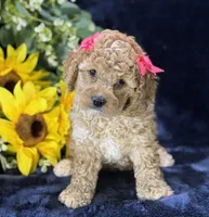 Claire, a female Poochon for sale in Center Ridge, AR – 3 of 10