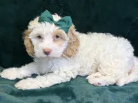 Jennie, a female Poodle - Miniature  and Cavachon for sale in Center Ridge, AR – 5 of 10