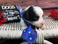 Auggie, a male Cavalier King Charles Spaniel and Poochon for sale in Center Ridge, AR – 5 of 10