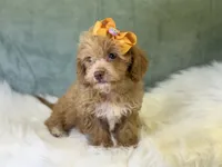Marina, a female Cavalier King Charles Spaniel and Poochon for sale in Center Ridge, AR – 3 of 7