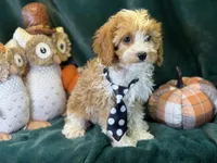 Cash, a male Cavapoo for sale in Center Ridge, AR – 4 of 5