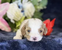 Ace, a male Cavapoo for sale in Center Ridge, AR – 8 of 9