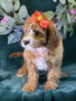 Haven, a female Cavapoo for sale in Center Ridge, AR – 4 of 10