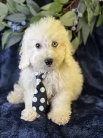 Casper, a male Bichpoo for sale in Center Ridge, AR – 1 of 9
