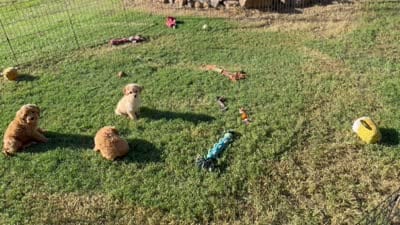 Poppy, a female Bichon Frise and Cavapoo for sale in Center Ridge, AR – 6 of 6