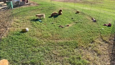 Rosie, a female Bichon Frise and Cavapoo for sale in Center Ridge, AR – 4 of 4