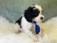 Auggie, a male Cavalier King Charles Spaniel and Poochon for sale in Center Ridge, AR – 2 of 7