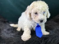 Albus, a male Bichpoo for sale in Center Ridge, AR – 6 of 7