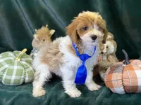 Oscar, a male Bichon Frise and Cavapoo for sale in Center Ridge, AR – 4 of 6