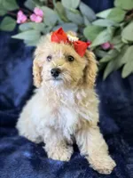 Paloma, a female Bichpoo for sale in Center Ridge, AR – 4 of 9