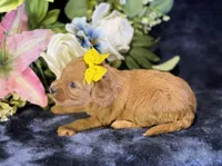 Nova, a female Cavapoo for sale in Center Ridge, AR – 6 of 10