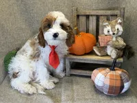 Cayman, a male Cavapoo for sale in Center Ridge, AR – 4 of 6