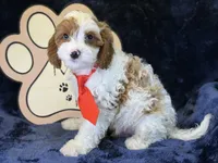 Cayman, a male Cavapoo for sale in Center Ridge, AR – 5 of 9