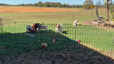 Cayman, a male Cavapoo for sale in Center Ridge, AR – 5 of 6