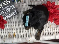 Maui, a female Cavalier King Charles Spaniel and Poochon for sale in Center Ridge, AR – 8 of 8