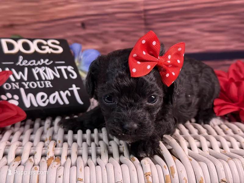 Rayne – Cavalier King Charles Spaniel, Poochon puppy for sale in Center Ridge, AR