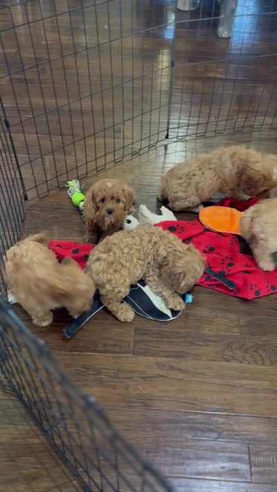 Clarke, a male Cavapoo for sale in Center Ridge, AR – 8 of 8