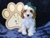 Cora, a female Cavapoo for sale in Center Ridge, AR – 7 of 8