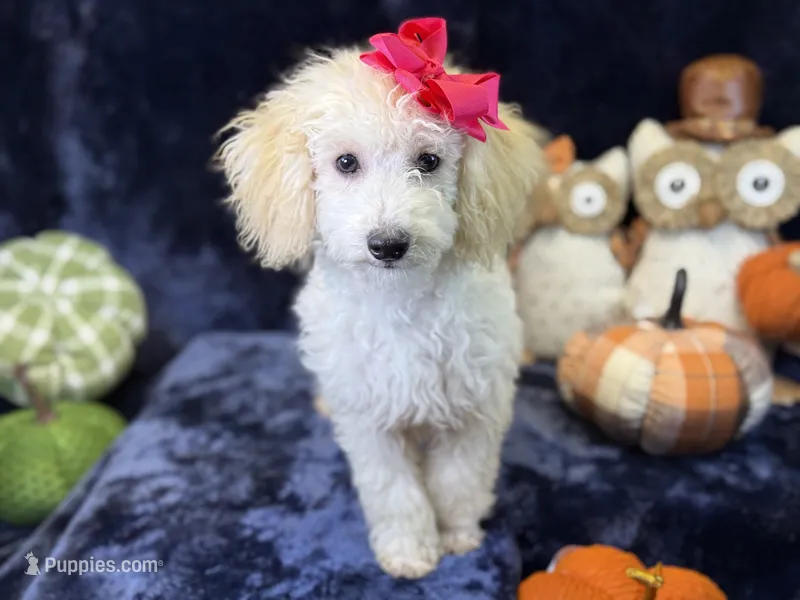 Cashmere – Bichpoo puppy for sale in Center Ridge, AR