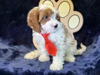 Cayman, a male Cavapoo for sale in Center Ridge, AR – 4 of 9