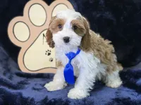 Tatum, a male Cavapoo for sale in Center Ridge, AR – 3 of 10