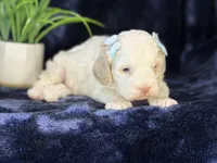 Jennie, a female Poodle - Miniature  and Cavachon for sale in Center Ridge, AR – 6 of 8