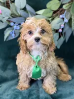 Ripley, a male Cavapoo for sale in Center Ridge, AR – 2 of 10