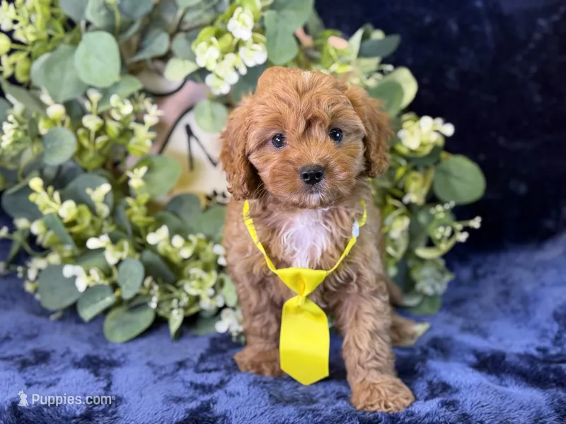 Reo  – Cavapoo puppy for sale in Center Ridge, AR