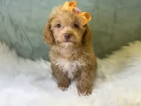 Marina, a female Cavalier King Charles Spaniel and Poochon for sale in Center Ridge, AR – 4 of 7