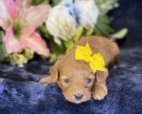 Nova, a female Cavapoo for sale in Center Ridge, AR – 9 of 10
