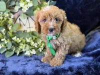 Clarke, a male Cavapoo for sale in Center Ridge, AR – 2 of 8